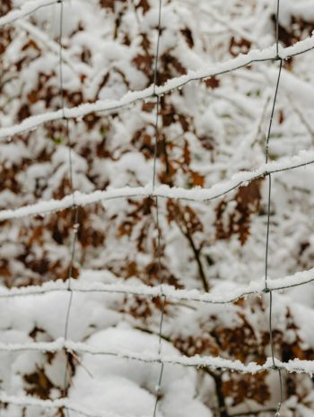 Porady: Jak zabezpieczyć rośliny przed mrozem?