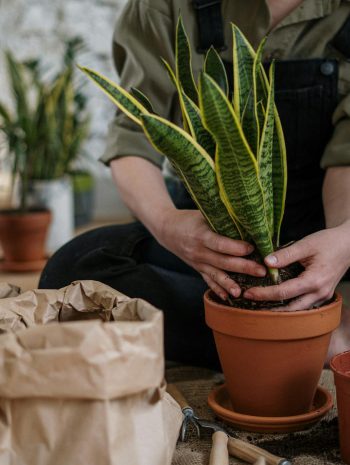 4. Domowa uprawa roślin – jak zacząć, nawet jeśli nie masz ręki do kwiatów?
